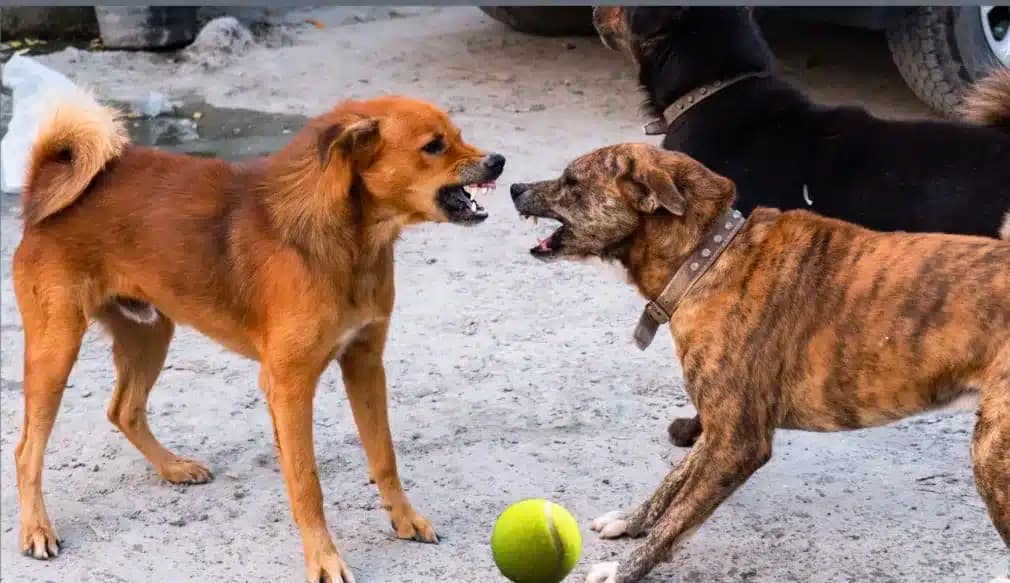aggressive dog trainers near me,
dog possessiveness training edmonton,
dog-to-dog resource guarding solutions edmonton,
dog-to-dog resource guarding solutions sherwood park,
resource guarding dog training south side edmonton,
resource guarding dog training sherwood park
