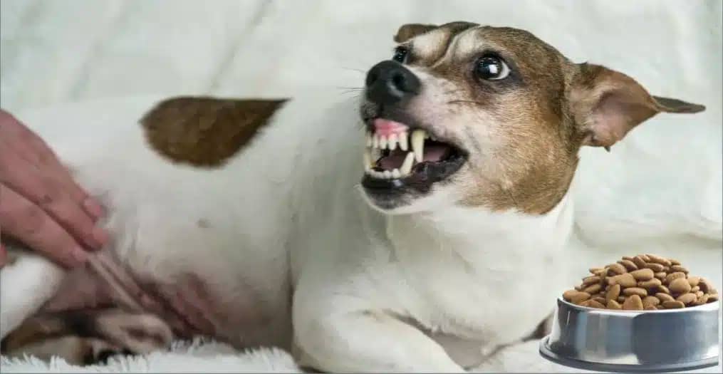 aggressive dog trainers in edmonton ab,
dog possessiveness training edmonton,
resource aggression training edmonton,
resource guarding dog training near me,