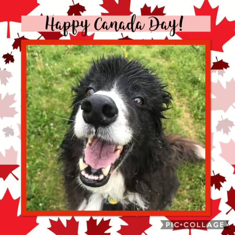 Canada Day Dog Training Safety Tip Edmonton