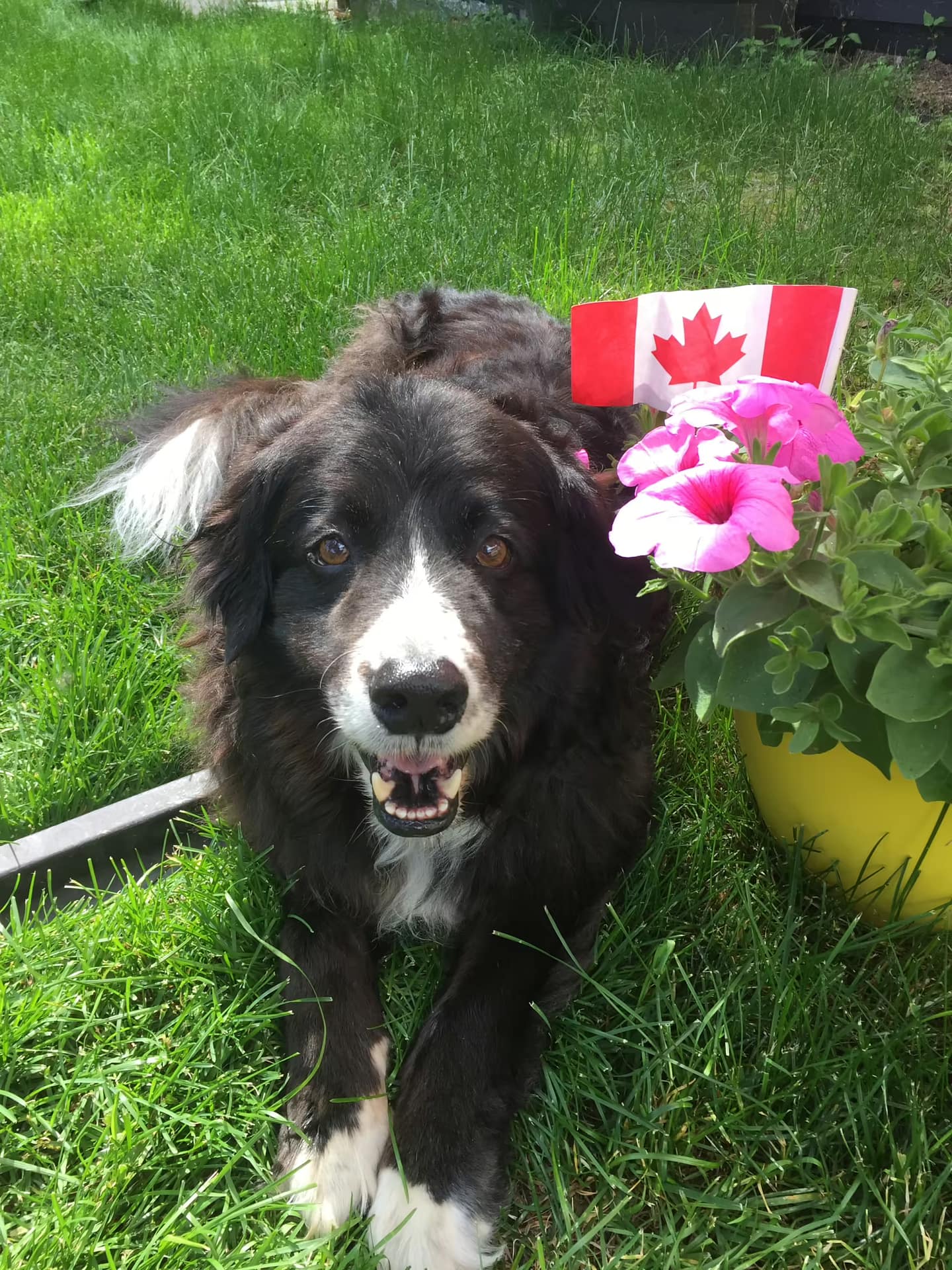 Canada Day Dog Training Safety Tip